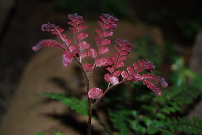 Fern from Above