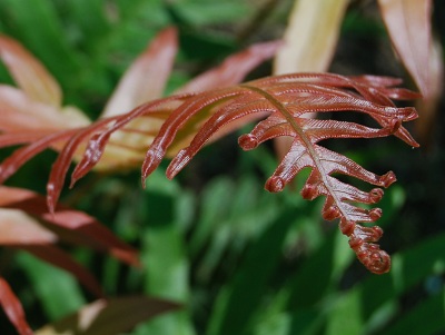 Fern from Above