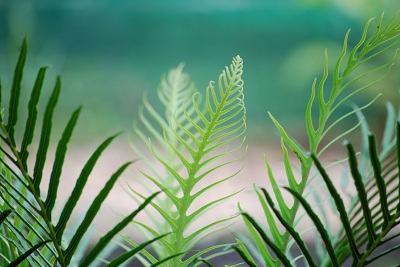 Fern from Above