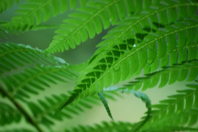 Fern from Above